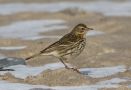 Meadow Pipit, Denmark 28th of March 2018 Photo: Erik Biering