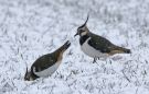 Northern Lapwing, Denmark 27th of March 2018 Photo: Erik Biering