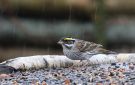 Yellow-browed Bunting, Denmark 1st of May 2018 Photo: Lars Paaby
