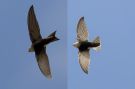 Horus Swift - (Apus Horus). ssp horus. Different impression of the same bird, Ethiopia 8th of May 2016 Photo: Thomas Varto Nielsen