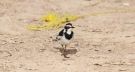 African Pied Wagtail, Egypt 14th of April 2018 Photo: Massimiliano Dettori