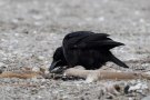 Carrion Crow, Fouragerende, Denmark 26th of February 2018 Photo: Steen E. Jensen