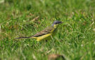 Western Yellow Wagtail, Denmark 7th of May 2018 Photo: Axel Mortensen