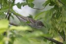 Barred Warbler, Poland 15th of May 2018 Photo: Steen E. Jensen