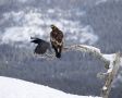 Golden Eagle, Norway 10th of March 2018 Photo: Klaus Dichmann