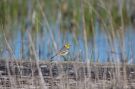 Citrine Wagtail, Let's talk about sex, Denmark 8th of May 2018 Photo: Morten Christensen