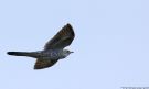 Common Cuckoo, Denmark 21st of May 2018 Photo: Morten Scheller Jensen