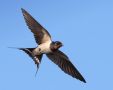 Barn Swallow, Denmark 22nd of May 2018 Photo: Per Schans Christensen