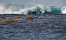 Eurasian Teal, The winner takes it all, Faeroes Islands 11th of May 2018 Photo: Rodmund á Kelduni