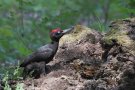 Black Woodpecker, Poland 15th of May 2018 Photo: Steen E. Jensen