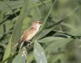 Great Reed Warbler, Hungary 9th of June 2018 Photo: Klaus Dichmann