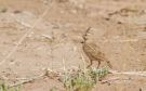 Maghreb Lark, Morocco 1st of April 2018 Photo: Anders Odd Wulff Nielsen
