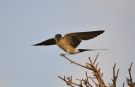 Red-rumped Swallow, Croatia 15th of July 2018 Photo: Tonny Ravn Kristiansen