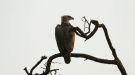 Kampørn, Martial Eagle (Polemaetus bellicosus), Uganda 3rd of February 2018 Photo: Michael Frank Nielsen