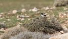 Northern Wheatear, ssp. seh, Morocco 4th of April 2018 Photo: Anders Odd Wulff Nielsen