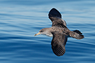 Cory's Shearwater, Portugal 30th of July 2018 Photo: Helge Sørensen
