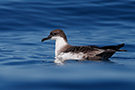 Great Shearwater, Portugal 30th of July 2018 Photo: Helge Sørensen