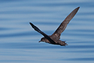 Sooty Shearwater, Portugal 30th of July 2018 Photo: Helge Sørensen