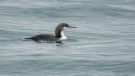 Pacific Loon, Denmark 14th of August 2018 Photo: Anders Jensen