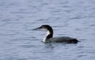 Great Northern Loon, 2K, Denmark 4th of February 1984 Photo: Johnny Madsen