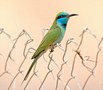 Arabian Green Bee-eater, Israel 27th of March 2018 Photo: Eva Foss Henriksen