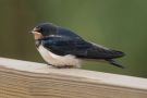 Barn Swallow, Denmark 19th of August 2018 Photo: Carl Bohn