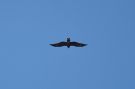 Black Kite, Denmark 2018 Photo: Joakim Matthiesen