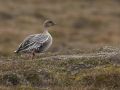 Pink-footed Goose, Norway 19th of June 2018 Photo: Per Boye Svensson