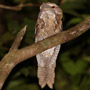 Marbled Frogmouth (Podargus ocellatus), Papua New Guinea 29th of July 2018 Photo: David Erterius