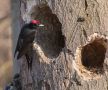 Black Woodpecker, Denmark 18th of March 2018 Photo: René Petersen