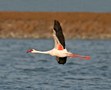 Lesser Flamingo, Israel 20th of March 2018 Photo: Eva Foss Henriksen