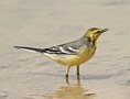 Citrine Wagtail, Israel 28th of March 2018 Photo: Eva Foss Henriksen