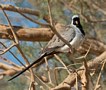 Namaqua Dove, male, Israel 30th of March 2018 Photo: Eva Foss Henriksen