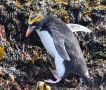 Macaroni Penguin (Eudyptes chrysolophus), Antarctica 2nd of January 2018 Photo: Lars Maltha Rasmussen