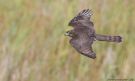 Eurasian Sparrowhawk, Denmark 1st of September 2018 Photo: Morten Scheller Jensen