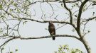 Western Banded Snake Eagle (Circaetus cinerascens), Uganda 11th of February 2018 Photo: Michael Frank Nielsen