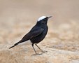 White-crowned Wheatear, Israel 23rd of March 2018 Photo: Eva Foss Henriksen