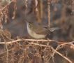 Blyth's Reed Warbler, India 4th of January 2018 Photo: Paul Patrick Cullen
