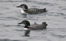 Great Northern Loon, Ad. i overgangsdragt, Iceland 12th of October 2018 Photo: Tonny Ravn Kristiansen
