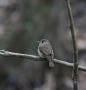 Brunbrystet Fluesnapper (Muscicapa muttui) Brown-breasted Flycatcher, India 9th of January 2018 Photo: Paul Patrick Cullen