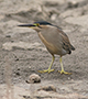 Striated Heron, Oman 17th of February 2016 Photo: Allan Kjær Villesen