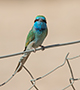 Arabian Green Bee-eater, Oman 27th of February 2016 Photo: Allan Kjær Villesen