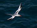 Rødnæbbet Tropikfugl, Oman 23. februar 2016 Foto: Allan Kjær Villesen