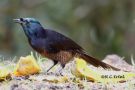 Ribbon-tailed Astrapia, Papua New Guinea 1. juni 2018 Foto: Rainer Christian Ertel