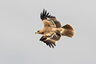 Kejserørn, 1. vinter fugl, overside, Oman 23. februar 2016 Foto: Allan Kjær Villesen