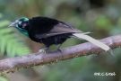 Ribbon-tailed Astrapia, Papua New Guinea 7th of June 2018 Photo: Rainer Christian Ertel