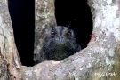 Barred Owlet-Nightjar, Papua New Guinea 15th of June 2018 Photo: Rainer Christian Ertel