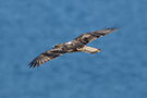 Bonelli's Eagle, 2 af 3: flyver langs skrænten, Oman 23rd of February 2016 Photo: Allan Kjær Villesen