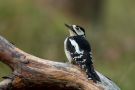 Great Spotted Woodpecker, 1k, Denmark 4th of September 2018 Photo: Claus Halkjær