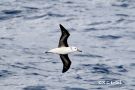 Grey-headed Albatross immat., Frankrig 27. august 2018 Foto: Rainer Christian Ertel